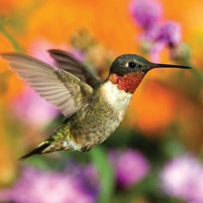 Tamklo's profile picture. 