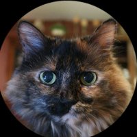 The Kitty Corp🐯(@thekittycorp33) 's Twitter Profile Photo