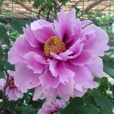 Manis96853474's profile picture. ミーハーと愚痴垢です。ここでのつぶやきはしばらくダイエットに関するものになる予定。人生を彩る楽しいものやステキな人たちを応援してます！私的なつぶやきは友には言えない独り言。