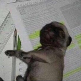 thisisatrashack's profile picture. []