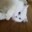 mooのアイコン