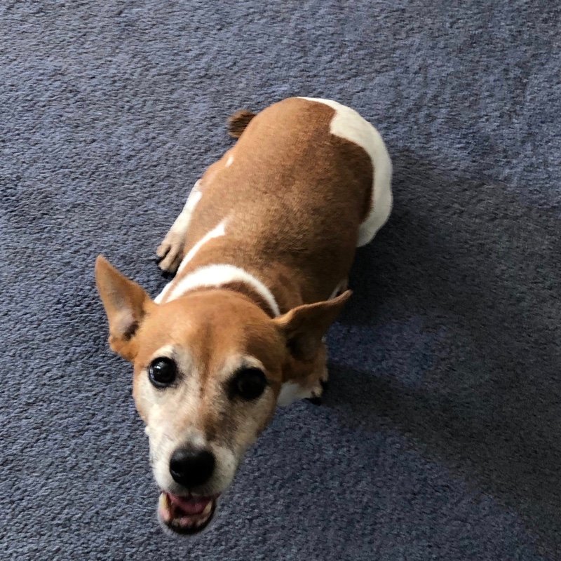chancedog's profile picture. I am a dog! Bark bark bark bark!