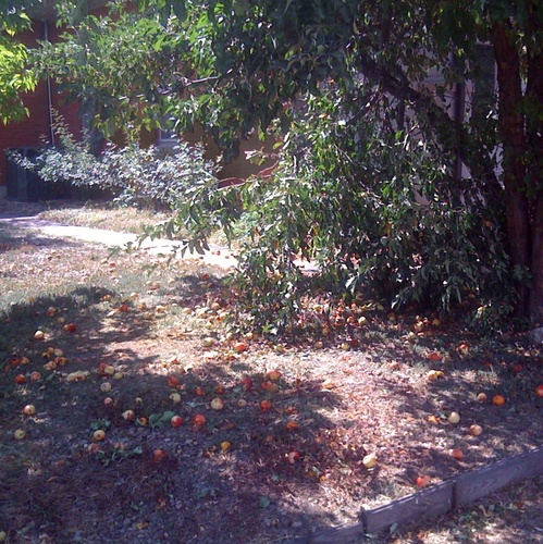 yardharvest's profile picture. We harvest food from neighbors'/members' trees to bring it to daycare centers, homes for the elderly, community kitchens, and other organizations serving Denver