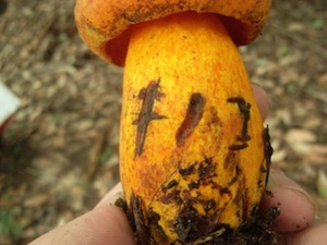 キノコ・植物・博物館
薪・炭・学芸員・NPOなどなどがこのつぶやきのキーワードかな。誤変換は仕様です。青空でも名前は同じ。二拠点つぶやき中。音読して察してください。Curator of Osaka Museum of Natural History