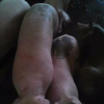 Sandiegodespert's profile picture. LUCHADOR SOCIAL LEAL AL PROCESO REVOLUCIONARIO CREADO POR HUGO CHAVEZ