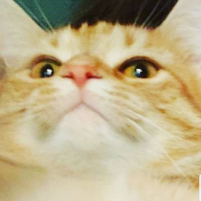 meowdicine7's profile picture. angry cat rn