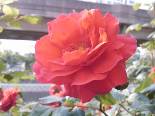 mathleader's profile picture. 