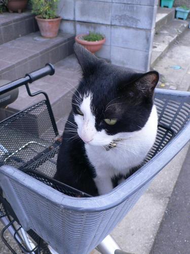 shimocham's profile picture. 取材に行ったり文を書いたりしています。散歩も好きだけど、寝るのが好きです。