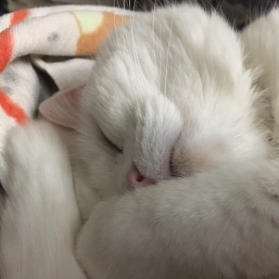 無言フォローすいません　成人済
