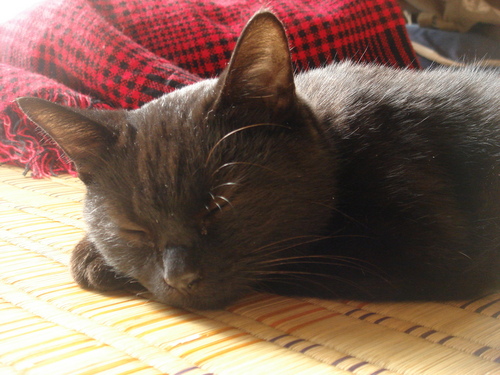 kabayagumi's profile picture. LIVE好きおばぁちゃん●編集ライター　● QUEEN歴約50年　●推し＊西川さん＆IKUOさんとその周辺　●turboFCプラチナ会員、イナズマ皆勤　●ほぼほぼ西川ちゃん周辺、QUEENに関するつぶやき→81年武道館2、82年西武球場、2020QAL京セラドーム、2024QAL東京ドーム ●野菜ソムリエ