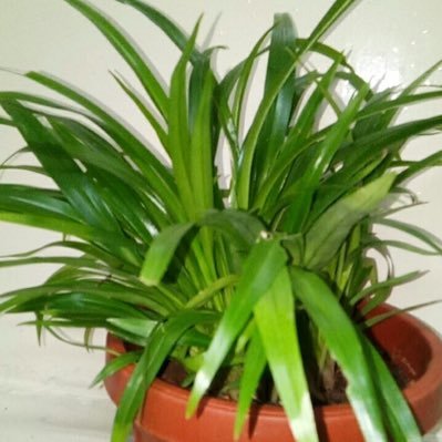 Yakshitha7's profile picture. 🙏