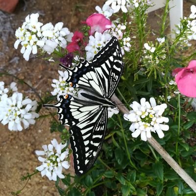 nuts_to_you's profile picture. アゲハ観察帖🦋 越冬チーム:キアゲハの蛹が2つ。1つは99%🙅‍♂️ でも、外に2つ越冬蛹がある。
