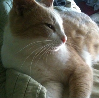 Just an ordinary cat, I rap under the name of B-Little. I'm a boss, and I speak the truth. I wouldn't doubt that I'm incredibly awesome. I can haz follow?