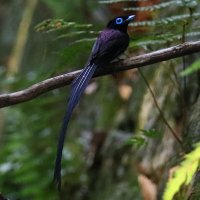 BirderChiba Japan (@birderchiba) 's Twitter Profile Photo