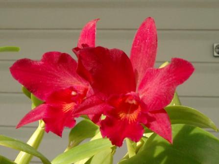 Randygen's profile picture. Bridge Club Owner