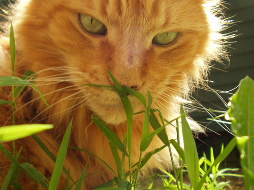 Over the Rainbow Bridge on July 10, 2013, after a long, full life. Dearly loved by my family and brofurs. Will keep in touch from Heaven.