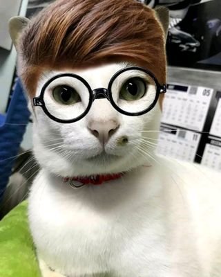 SpyTech13's profile picture. Meaw Meaw