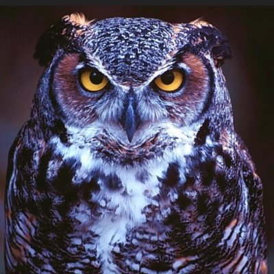 louisanow's profile picture. #BlackLivesMatter #TruthMatters
#EndCitizensUnited 
Expand #SeparationofChurchandState