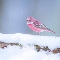 .. " اوراق الخريف " .. (@grx8jfukbremqgt) Twitter profile photo