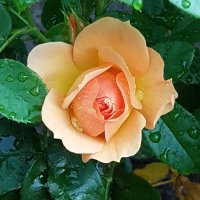 Martin Zwart (@martinzwart1) 's Twitter Profile