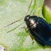 Flea Beetle (@cabbagestemflea) Twitter profile photo Flea Beetle (@cabbagestemflea) Twitter profile photo