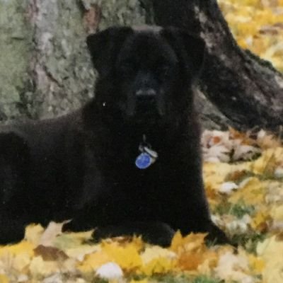 MomTalons's profile picture. Love has four paws