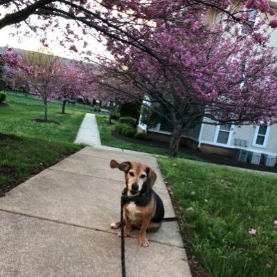 I have a beagle and I like fantasy sports. Fan of the Miami Hurricanes, Dolphins, Red Sox, Celtics, Heat, and the Maryland Terrapins.