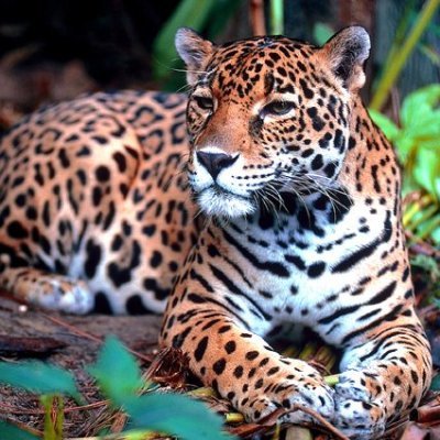 JaberiHabib's profile picture. Don't give up