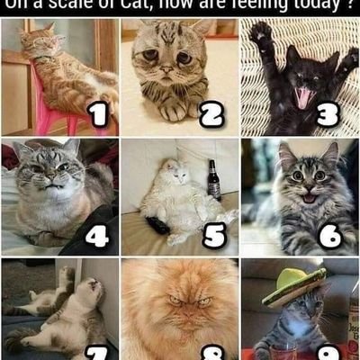I am funny, intelligent, a G'ma but no Bio Kids (🙄?), have a Fur baby that's 7, returning to school & SOBER a couple Decades, but clean couple of weeks!