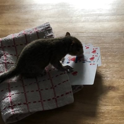 This is the Adventures of #Bannertail Just a Squirrel Livin’ it Up! And I Love Avocado & Nuts! 🥑 🥜🥑🥜