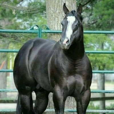 CaballoPerez3's profile picture. 