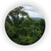 IUCN_CEM_FOREST ECOSYSTEMS (@cem_forests) Twitter profile photo IUCN_CEM_FOREST ECOSYSTEMS (@cem_forests) Twitter profile photo