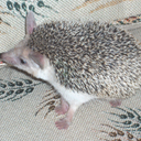 Jack Gibbard - @HickoryWind99 - Twitter