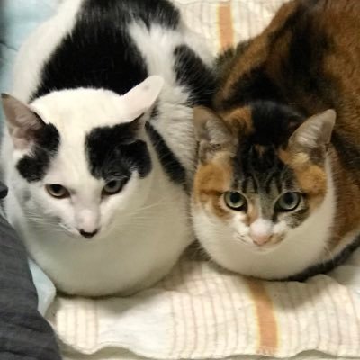 猫とぬくぬく暮らしてます。
スト6ザンギエフをグルグルプレイ。MR1880がベスト。2000目指して頑張ります。