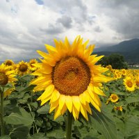 Sevcan A. (@chalinthra) Twitter profile photo