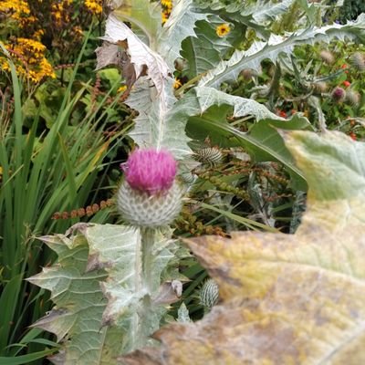 DietitianIngrid's profile picture. advanced mental health dietitian, including adult and camhs ed.