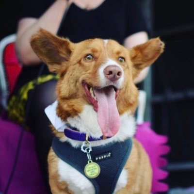 Cardigan Welsh Corgi / 1.8 Ears / Norwich’s answer to Lassie, if Lassie rescued food stuck under sofas.../ Follow me on Instagram and Facebook @dilbertthecorgi