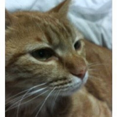 ビビ