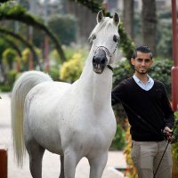 Abed Shwaihk (@shwaihk) 's Twitter Profile
