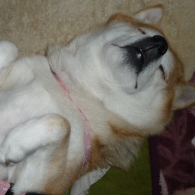 MisumaruKanata's profile picture. 三重のFラン私立Y大情報系卒。指示待ちくん型ADHD属性のコミュ障。不器用力高め。夜勤あり交代制長時間労働職場（運用保守）解雇→職業訓練校（第二種電工取得）→常用型派遣運用保守→精神疲弊で離任→登録型派遣で工場DB運用保守→契約満了→設計＆実装実務未経験で現場捻じ込まれ心疲弊中 備忘録垢@MisumaruMemory