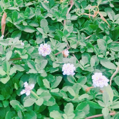 たまさんのプロフィール画像