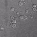 The Claessen Lab (@claessenlab) Twitter profile photo The Claessen Lab (@claessenlab) Twitter profile photo