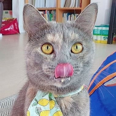 조이는 일곱살 머루는 두살 / 동물계 맞팔해요 언팔이나 블언블 안해요 되어 있으면 다 오류입니다!/#조이_생식일기