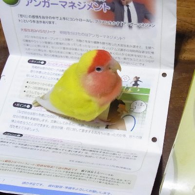 帰鳥舎主人さんのプロフィール画像