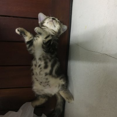 pongkunn's profile picture. @chelseafc , Thailand #cfc