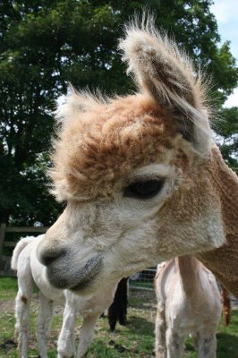 Carolyn65937662's profile picture. I'm independent, a bit controlling and a bit bolshy. I'm interested in politics. Labour member. Dislike Tories, love animals and fighting for the environment