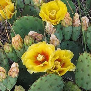 A prickly pear from southwestern Ontario