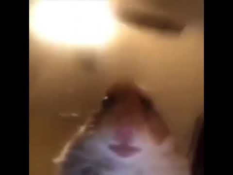 NPT2306's profile picture. #Gamer