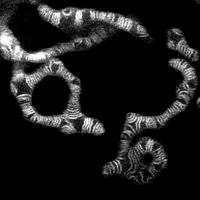 JakobsLab (@jakobslab) 's Twitter Profile