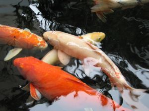 The koi ponds are a place you can sit around, relax, and hear about koi news...